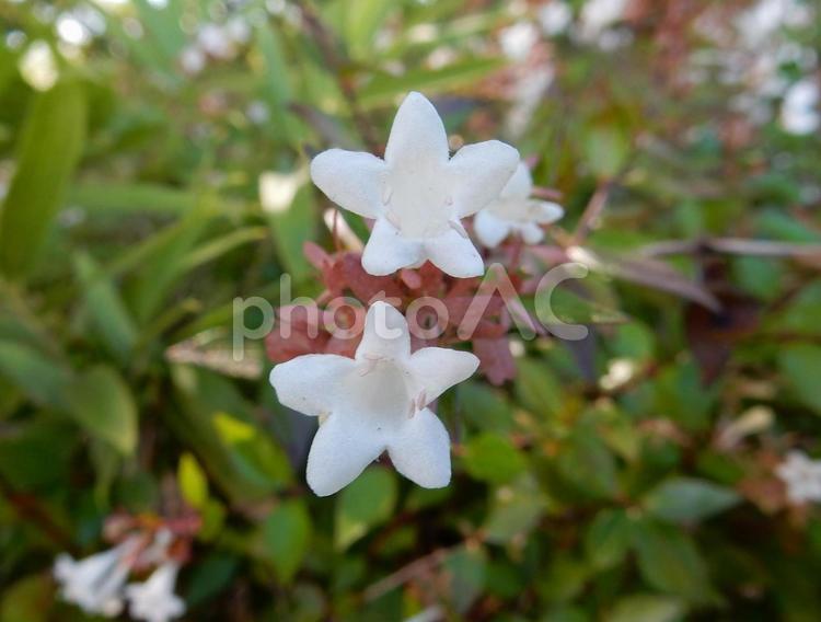 【花の写真】ハナゾノツクバネウツギ ハナゾノツクバネウツギ,アベリア,花園衝羽根空木の写真素材