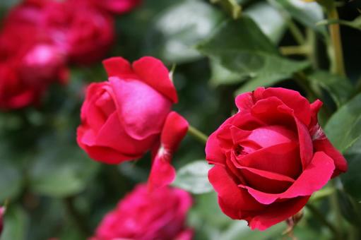 赤いバラの花 赤いバラの花の写真