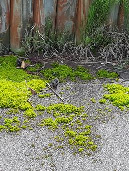 苔と松ぼっくり 苔と松ぼっくりの写真