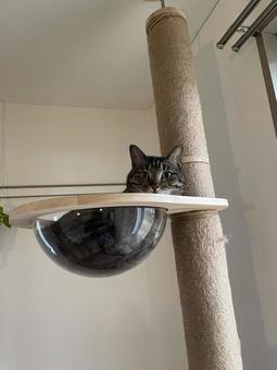 猫 猫の写真