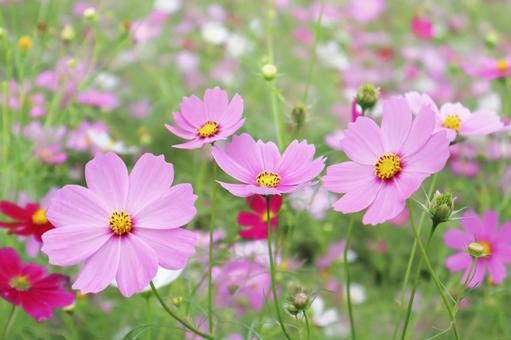 秋の花 コスモス 秋の花 コスモスの写真