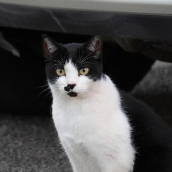 公園ネコ　沖縄県　那覇市 ネコ,キジトラ,公園の写真素材