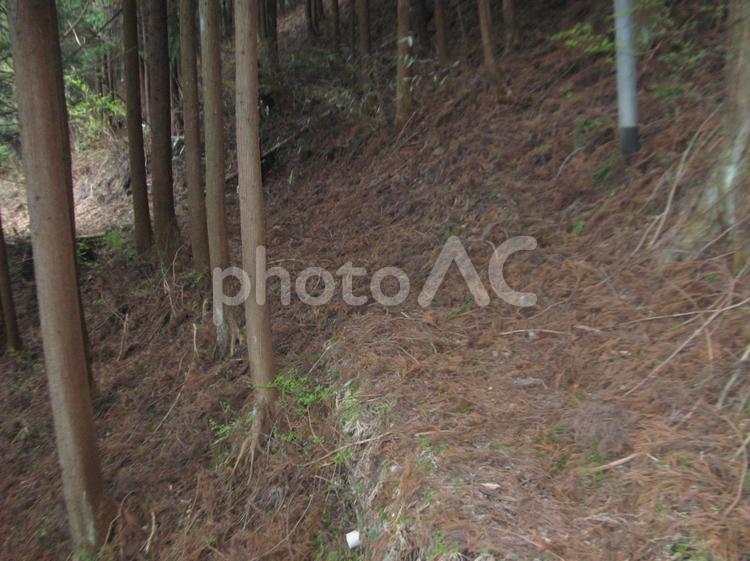 秩父　三峯山麓の杉林　7 杉林,すぎ,三峯山の写真素材