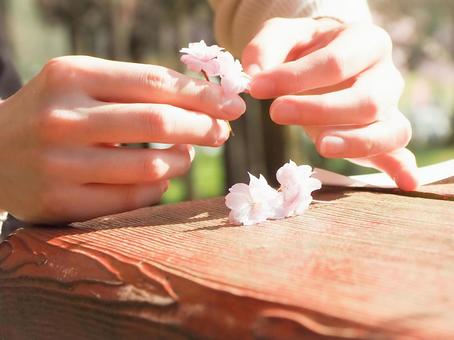 桜の花を手に取る春の日 桜の花を手に取る春の日 桜,手,春の写真素材