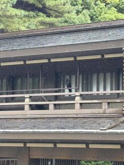 雨の神宮、烏の静かな佇まい カラス,明治神宮,雨の写真素材