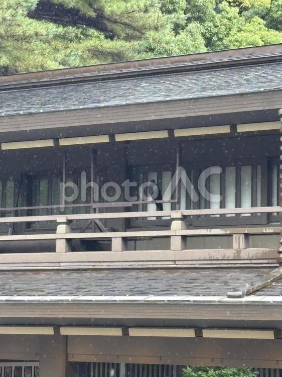 雨の神宮、烏の静かな佇まい カラス,明治神宮,雨の写真素材