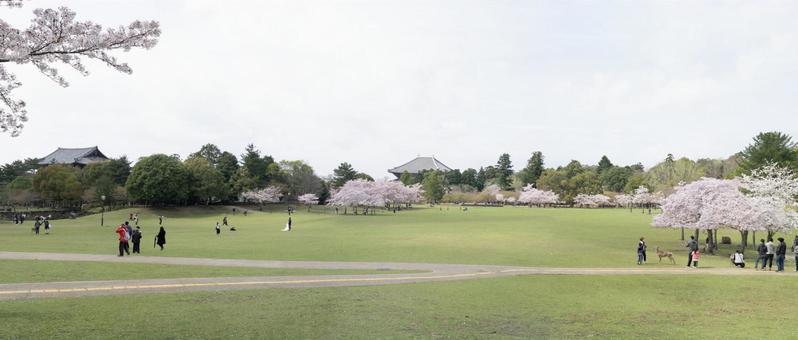 奈良公園の春 奈良公園の春の写真