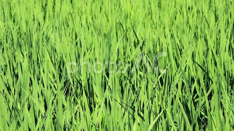 夏　青々と生い茂る白馬村の田んぼの稲 夏,白馬村,田園の写真素材