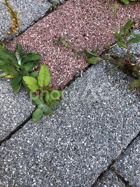 都会の地面のコンクリートブロックの隙間から力強く生えた草に止まるてんとう虫 てんとう虫,テントウムシ,天道虫の写真素材