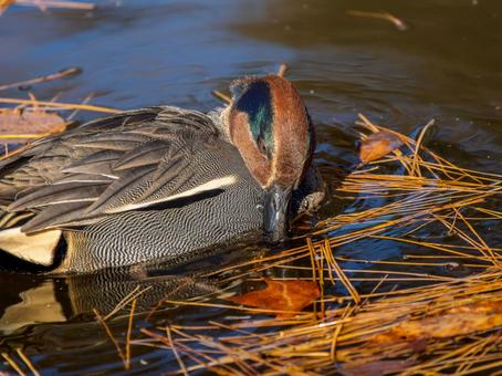 A duck swimming in a pond, JPG