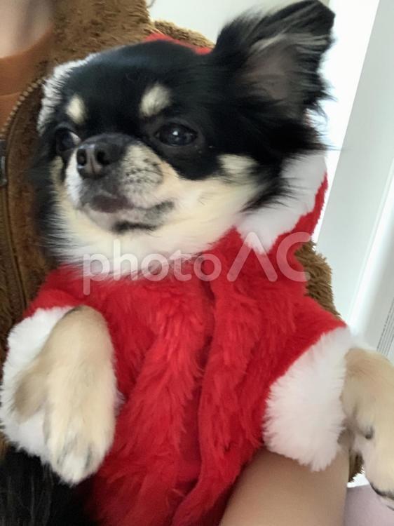 黒チワワ、ふぉん？ああっ聞いてる聞いてる 犬,チワワ,ちわわの写真素材