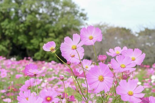 コスモス コスモス,花,秋の写真素材