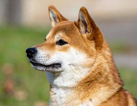 かわいい柴犬の写真 かわいい柴犬の写真の写真