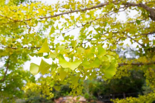 イチョウの色づき始め イチョウ,銀杏,黄葉の写真素材