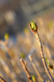 New sprout, natural, outdoors, leaf, JPG