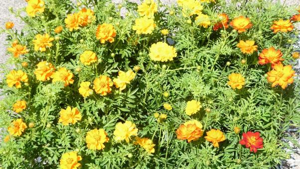 カラフルな夏の花 黄花コスモス カラフルな夏の花 黄花コスモス 花,黄花コスモス,秋の花の写真素材