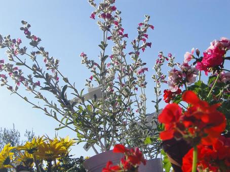 光を受ける花々 光,青空,花びらの写真素材