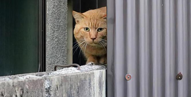猫は見た! 猫,動物,風景の写真素材