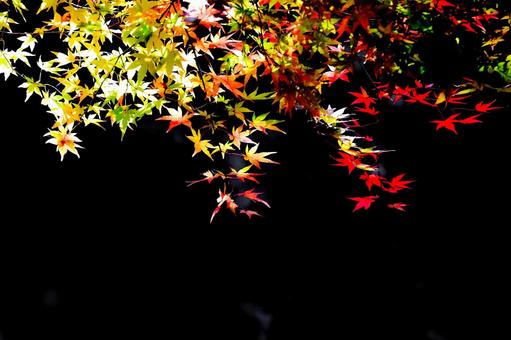 Yellow and red autumn leaves stand out against a black background, JPG Yellow and red autumn leaves stand out against a black background, JPG
