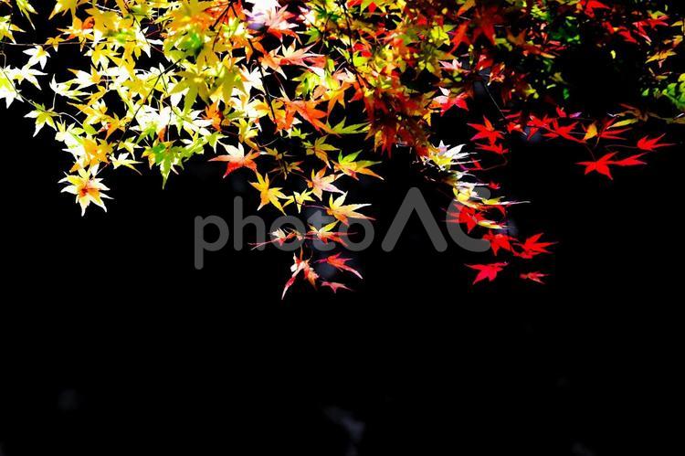 黒背景に映える黄と赤の紅葉 紅葉,もみじ,秋の写真素材