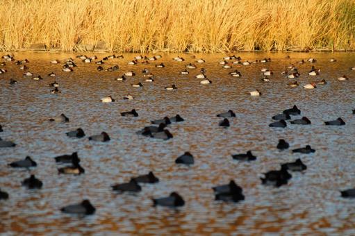 冬を越す 越冬,渡り鳥,群れの写真素材