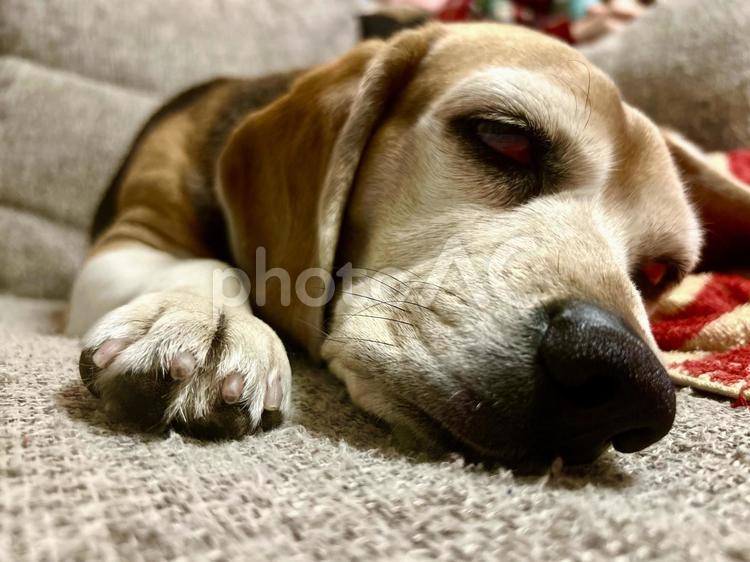 ソファで気持ちよく熟睡するビーグル犬 ビーグル,犬,睡眠の写真素材