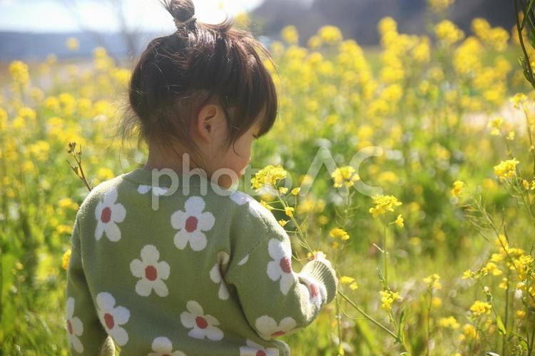 菜の花畑と子供 菜の花,菜の花畑,子供の写真素材