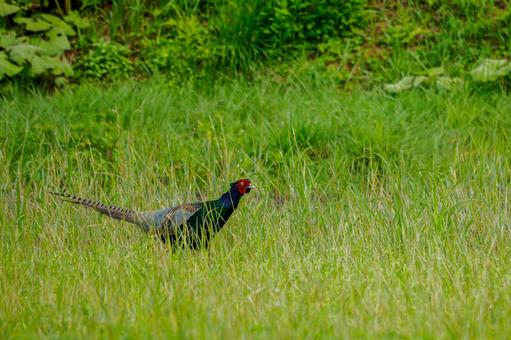 Photo, bird, pheasant, birds, 