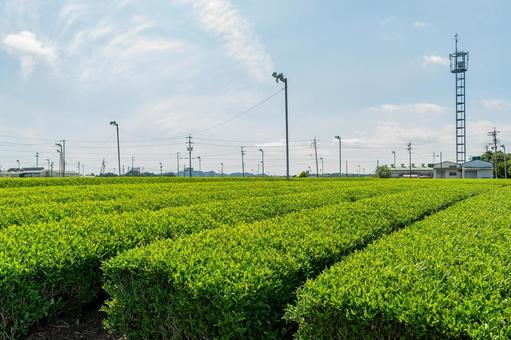 島田市 金谷富士見町の茶畑(静岡) 島田市 金谷富士見町の茶畑(静岡) 島田市,金谷,金谷富士見町の写真素材