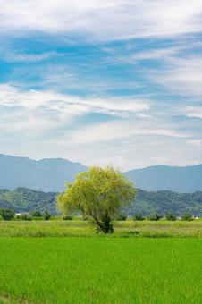 夏の畑に立つ一本木の写真