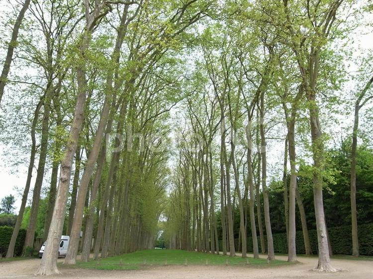 ヴェルサイユの庭の並木道 並木,並木道,散歩の写真素材