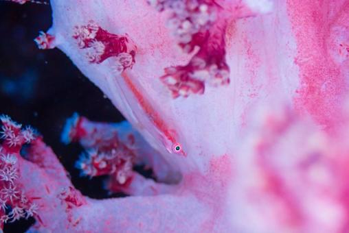 Photo, scuba diving, diving, water, 