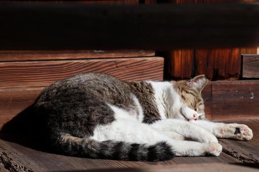 縁側で寝そべり昼寝する猫 縁側,寝そべり,昼寝の写真素材