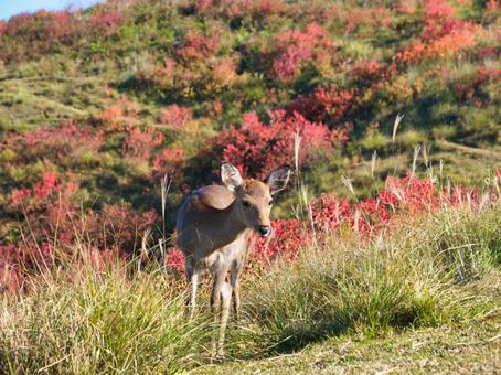 鹿と紅葉 鹿,紅葉,野生の写真素材