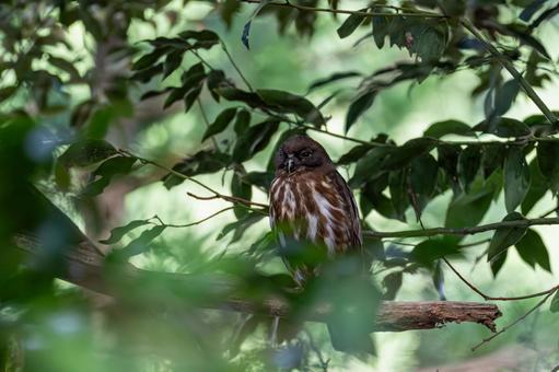 Photo, ao bazook, owl, raptor, 