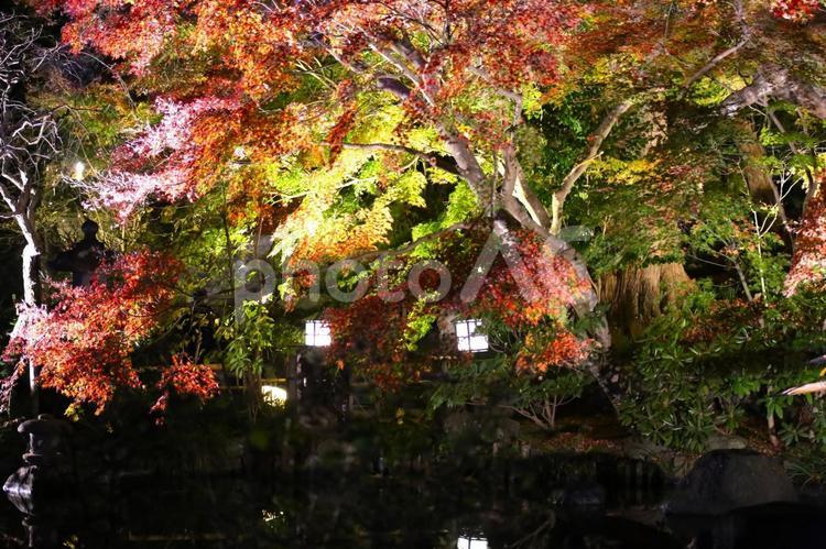ライトアップされた長谷寺の紅葉 紅葉,ライトアップ,長谷寺の写真素材