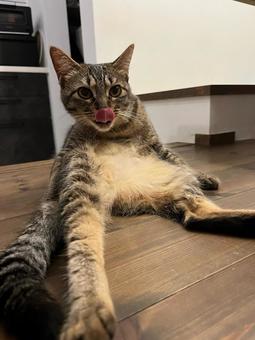 キジトラ 舌ぺろリラックス キジトラ 舌ぺろリラックス キジトラ,猫,ネコの写真素材