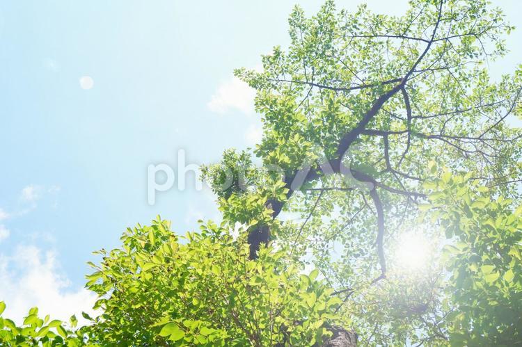 新緑と日差しのある青空 木漏れ日,木洩れ日,新緑の写真素材