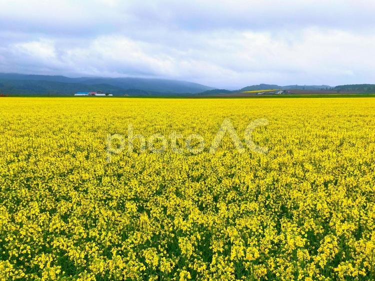 北海道の菜の花畑 なの花,黄色,眺めの写真素材