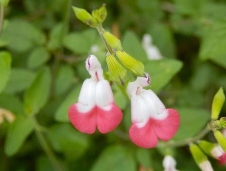 【花の写真】チェリーセージ 【花の写真】チェリーセージ チェリーセージ,シソ科,花の写真素材