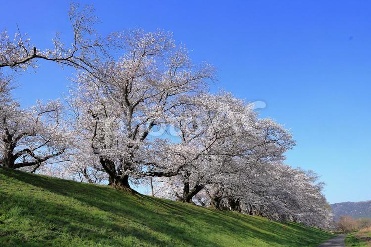 背割り堤に咲く満開の桜 桜,さくら,サクラの写真素材