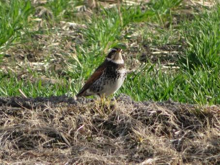 Wild bird thrush, JPG Wild bird thrush, JPG