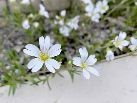 Photo, western ear chickweed, celostium, summer snow grass, 