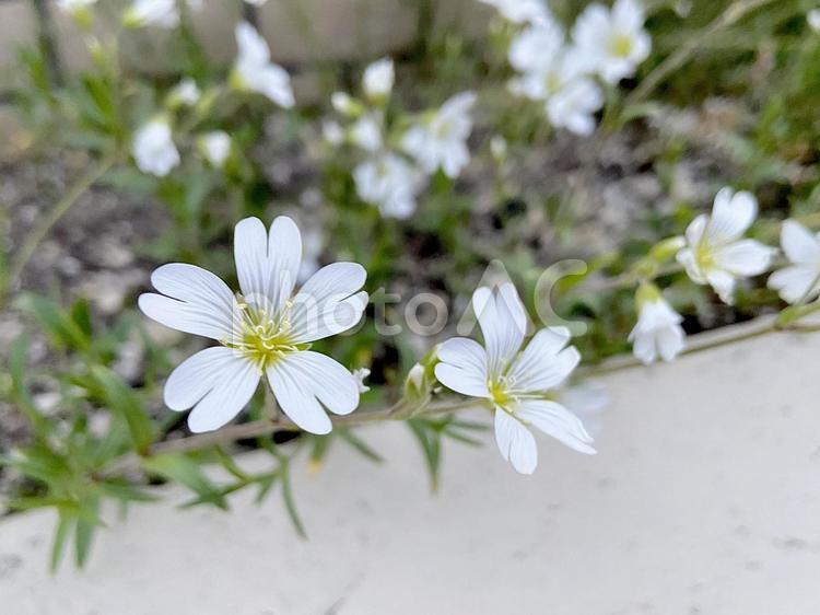 セイヨウミミナグサ（ミミナグサ属） 西洋耳菜草,セラスチウム,夏雪草の写真素材