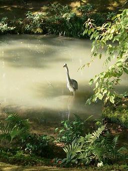 A heron standing in the fantastic sunlight, JPG A heron standing in the fantastic sunlight, JPG