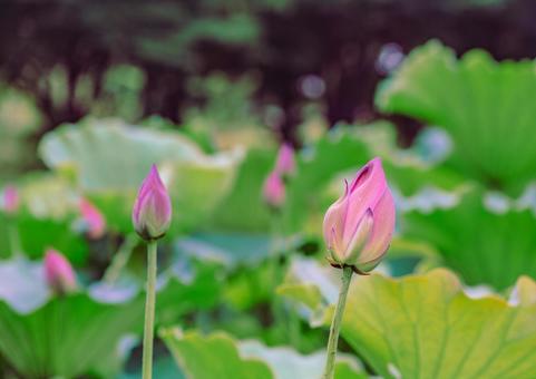 ハス池 ハスの花4ー24 ハス池 ハスの花4ー24の写真