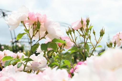 Rose Garden, JPG Rose Garden, JPG