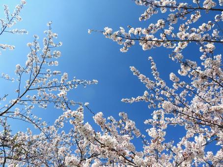 青空と桜 桜,青空,晴れの写真素材