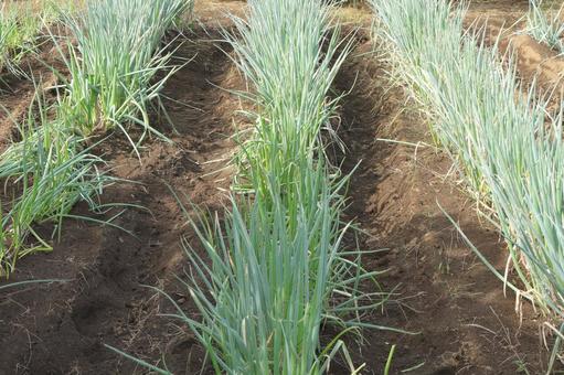 畑のネギ 長ネギ,畑,野菜の写真素材