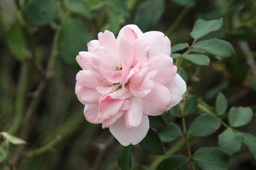バラ・薔薇 ボニカ バラ・薔薇 ボニカの写真